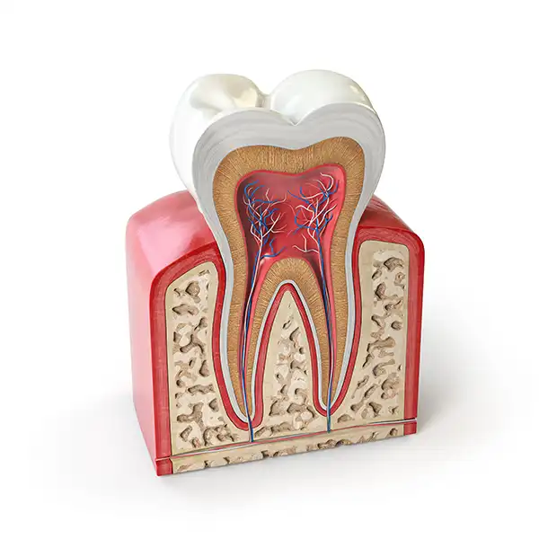 3D rendered cross-section view of a tooth and its roots
